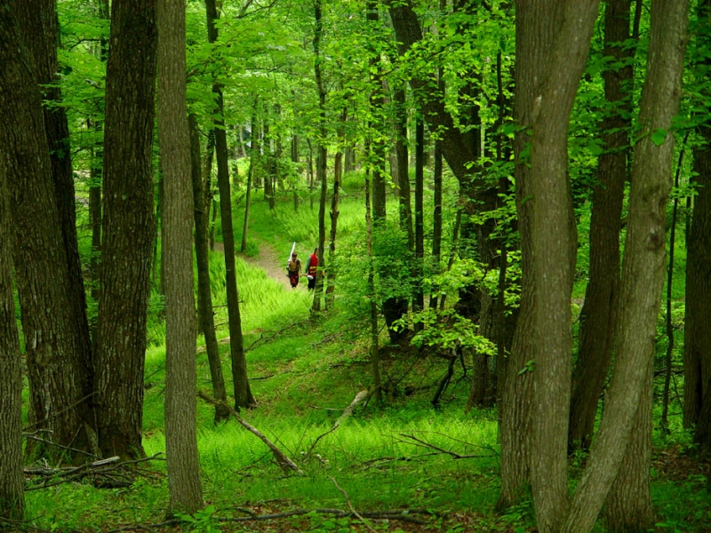 Forest Path